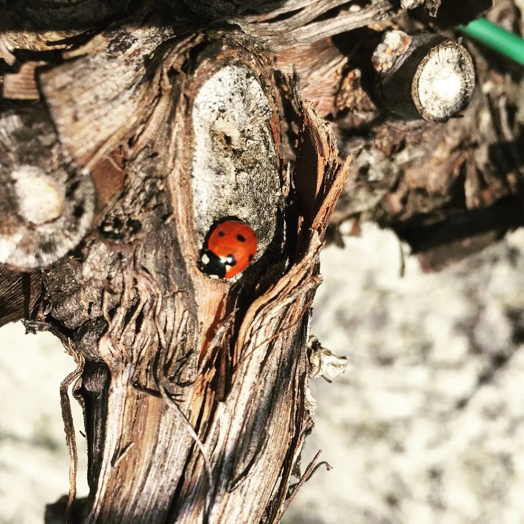 Azienda Vitivinicola La Caminà_Vernasca_slider_image_3