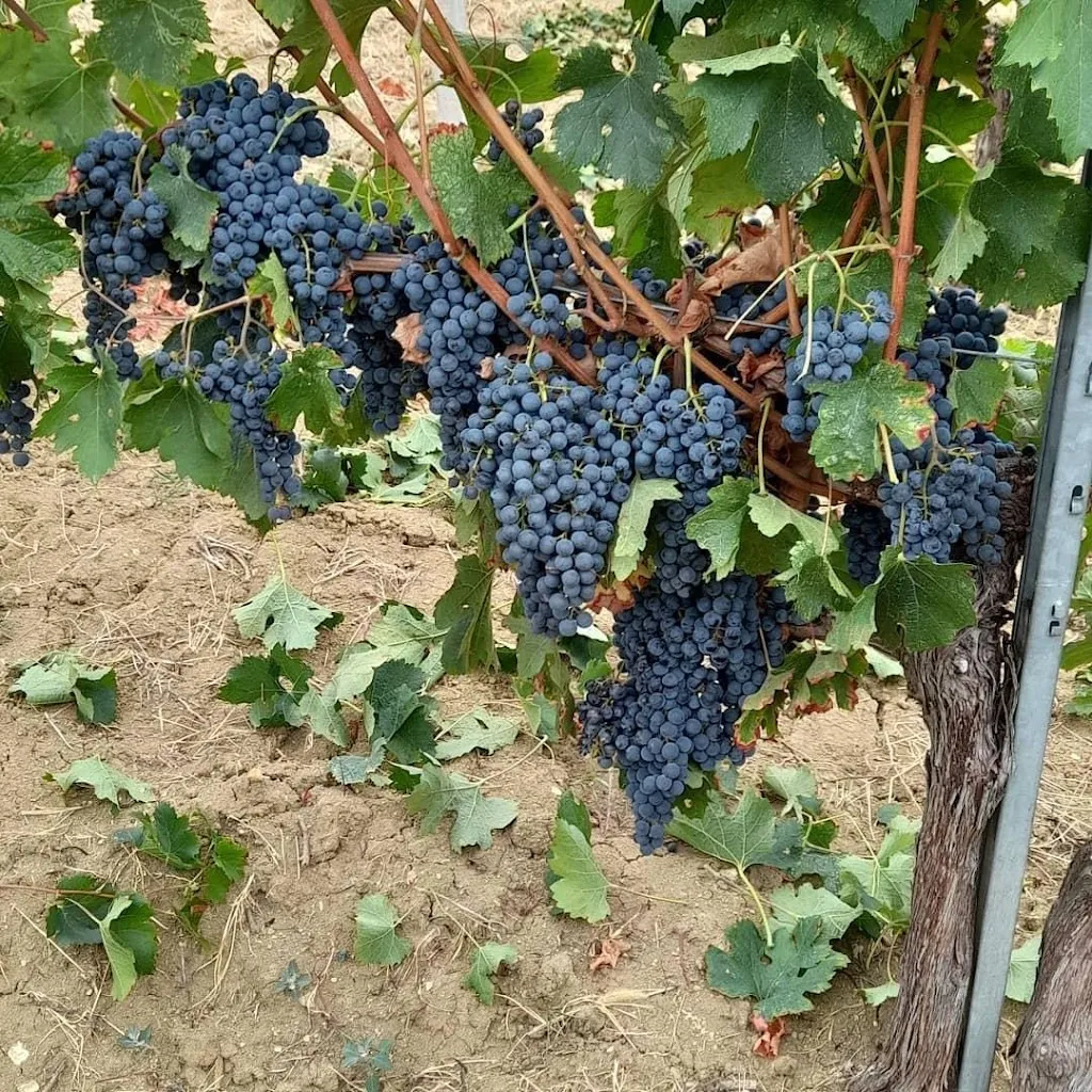 La Volpe E L'uva_Ziano Piacentino_slider_image_3