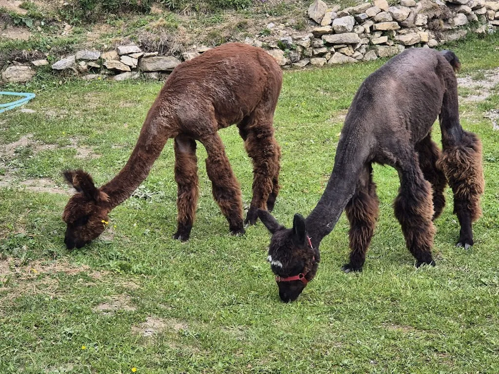 In - Yoga_Rifugio Tamai_Arta Terme_review