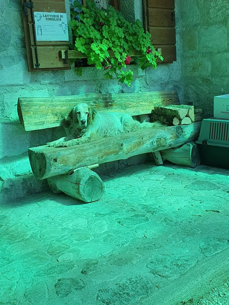 Swamy Donè_Malga Pian Pagnon_Cimolais_review