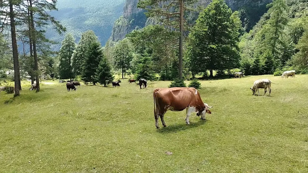 Malga Pian Pagnon_Cimolais_slider_image_2