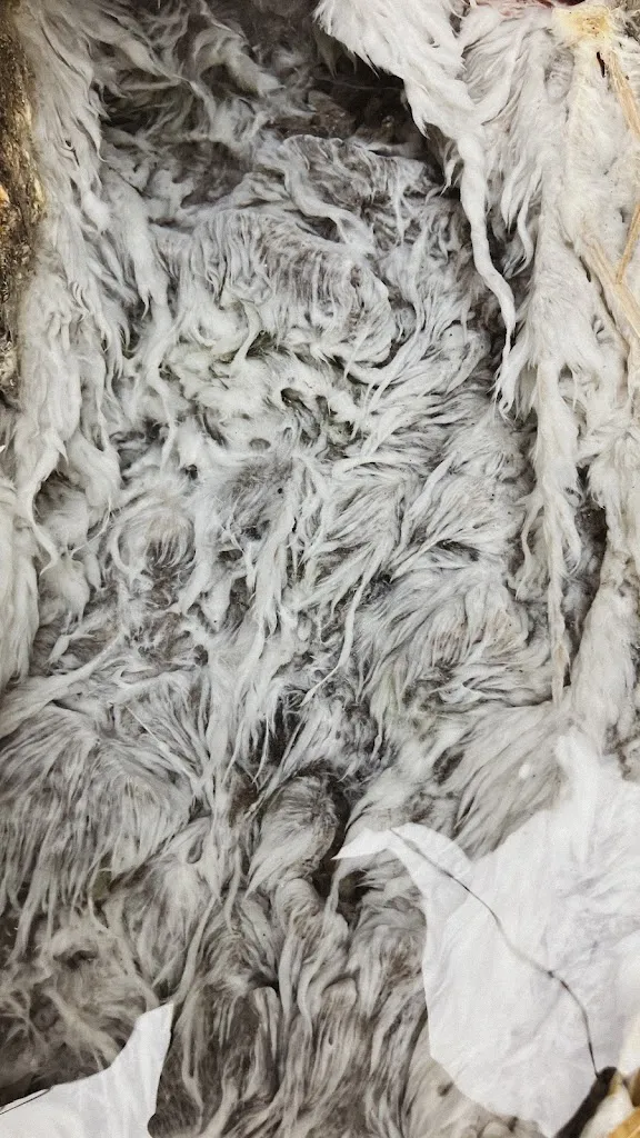 Tina Jeler_Rifugio Pussa Claut_Claut_review