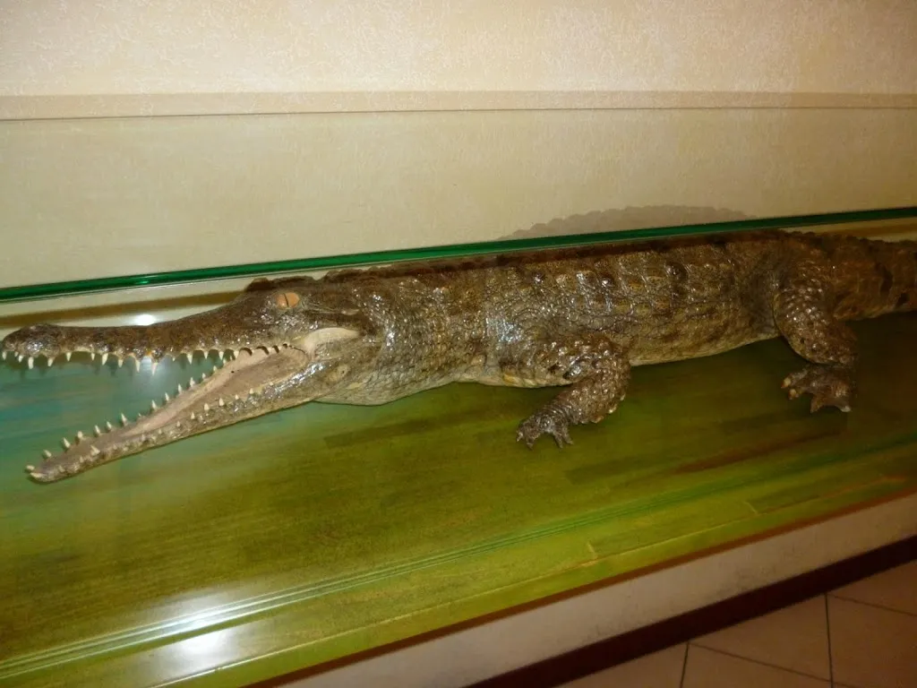 Bar Gelateria Pizzeria Schiavoi restaurant in Cavolano-Schiavoi