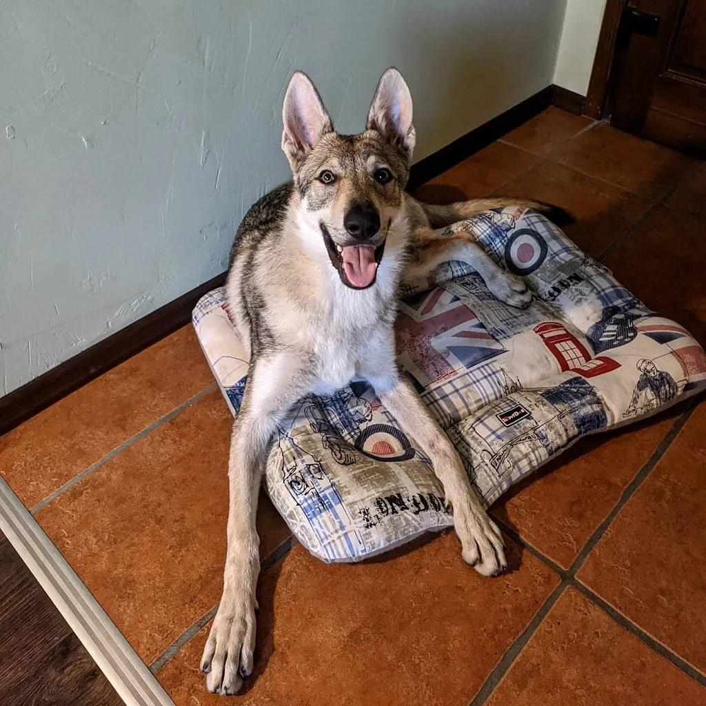 Matt Frank_Osteria Alle Risorgive RISTORANTE_Codroipo_recensione