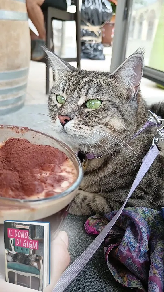 Gigia TravelCat_Cafè AnaMar_Cordovado_recensione