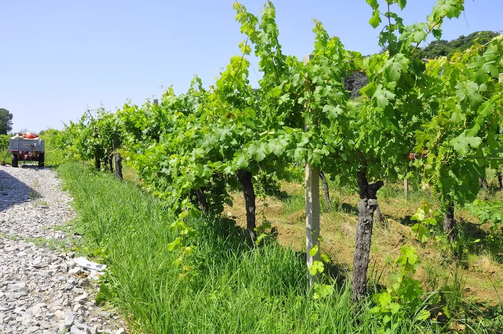 Terre Petrussa az. Agricola Biologica_Cividale del Friuli_slider_image_3