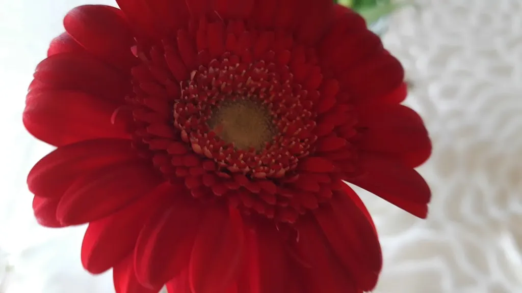 Ristolocanda Grani di Pepe restaurant in Flaibano