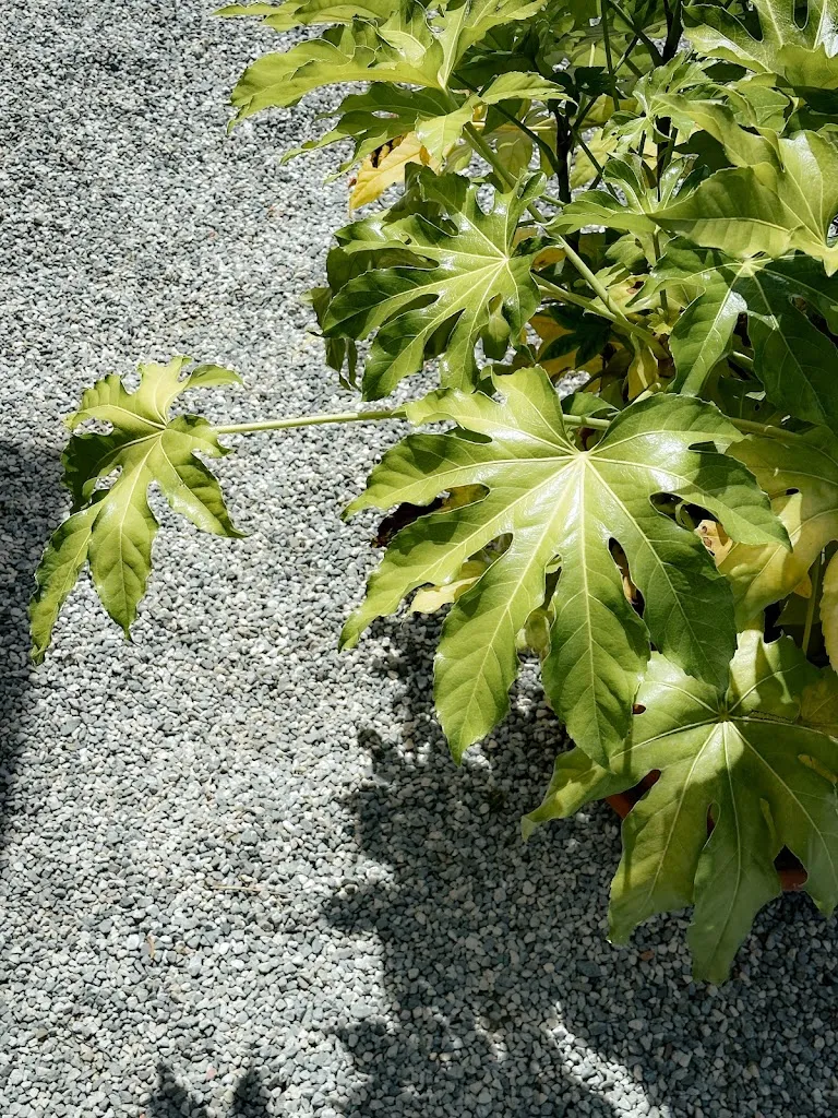 Fabio Ribeiro_Osteria Vinars by Az. Agr. Brumat Gabriele_Medea_recensione