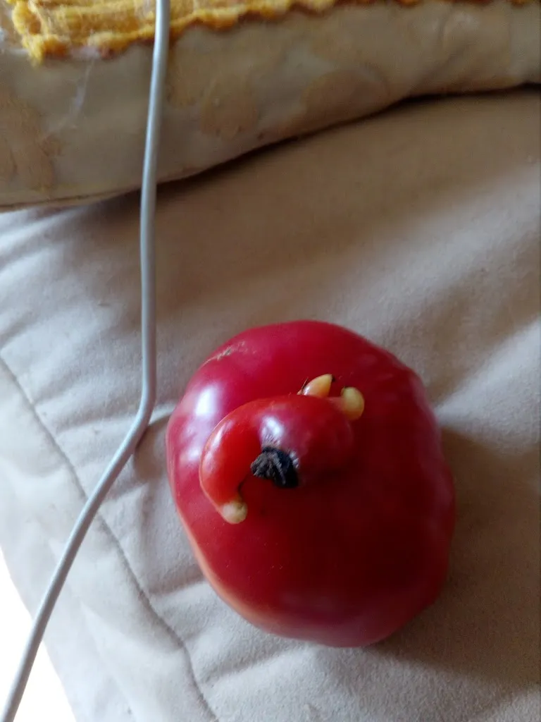 Menu_Alla Posta_Paularo_image_5