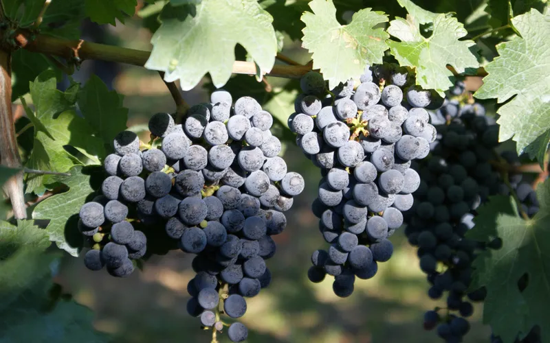 Agriturismo Tion_Pradamano_slider_image_2