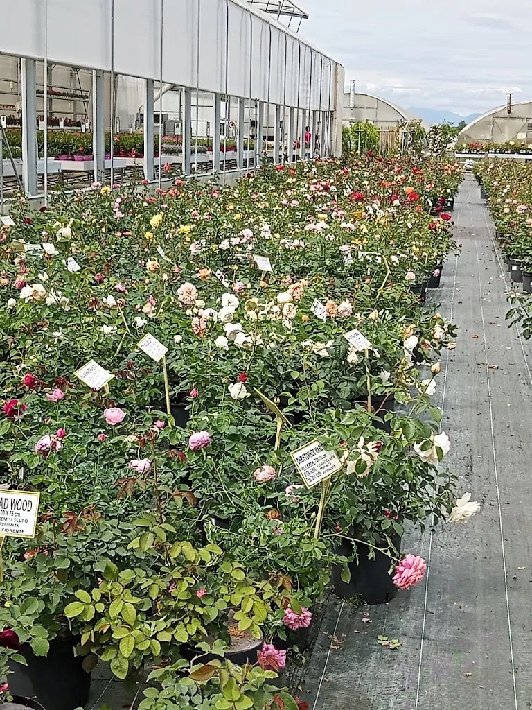 Malgorzata Wrona_Azienda Agricola La Primula Di Prodani Michele_Ramuscello_review