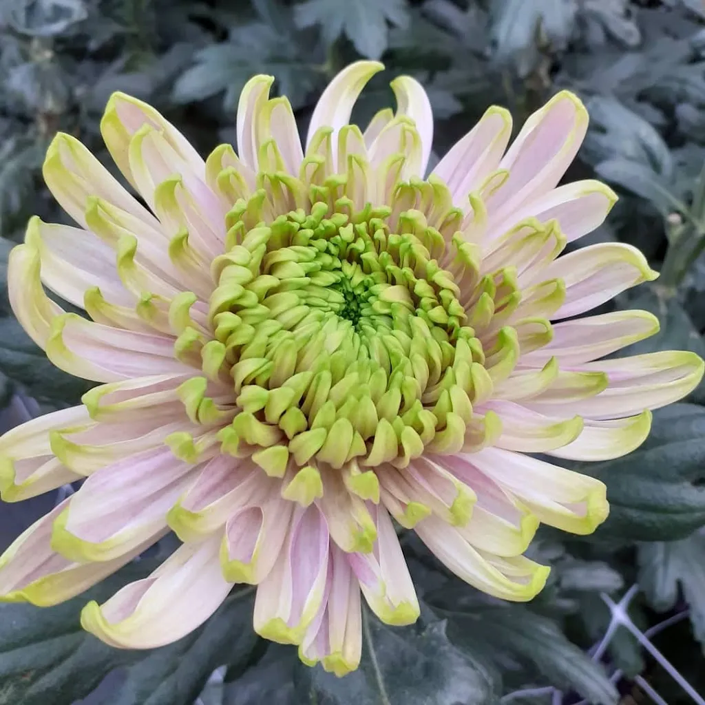 Azienda Agricola La Primula Di Prodani Michele_Ramuscello_slider_image_3