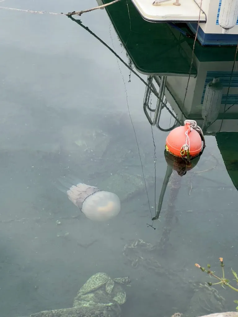 Trattoria Al Nuovo Antico Pavone_Provincia di Trieste_slider_image_2