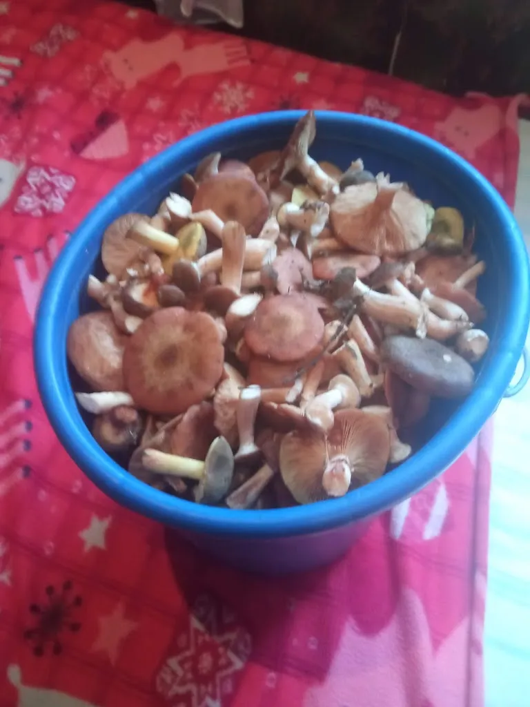 Menu_Bar Al Boschetto_San Martino al Tagliamento_image_1