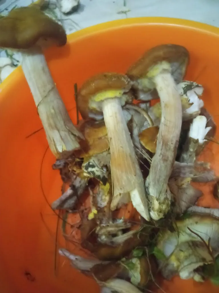 Menu_Bar Al Boschetto_San Martino al Tagliamento_image_3