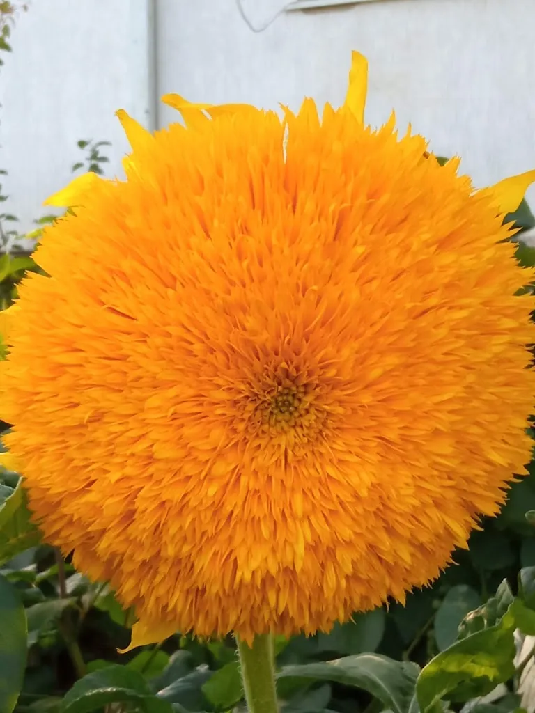 Оксана Черешенько_Bar Al Boschetto_San Martino al Tagliamento_review