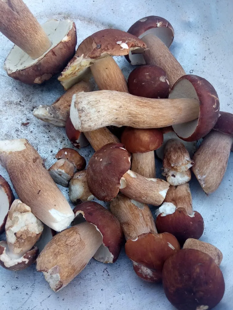 Bar Al Boschetto_San Martino al Tagliamento_slider_image_1