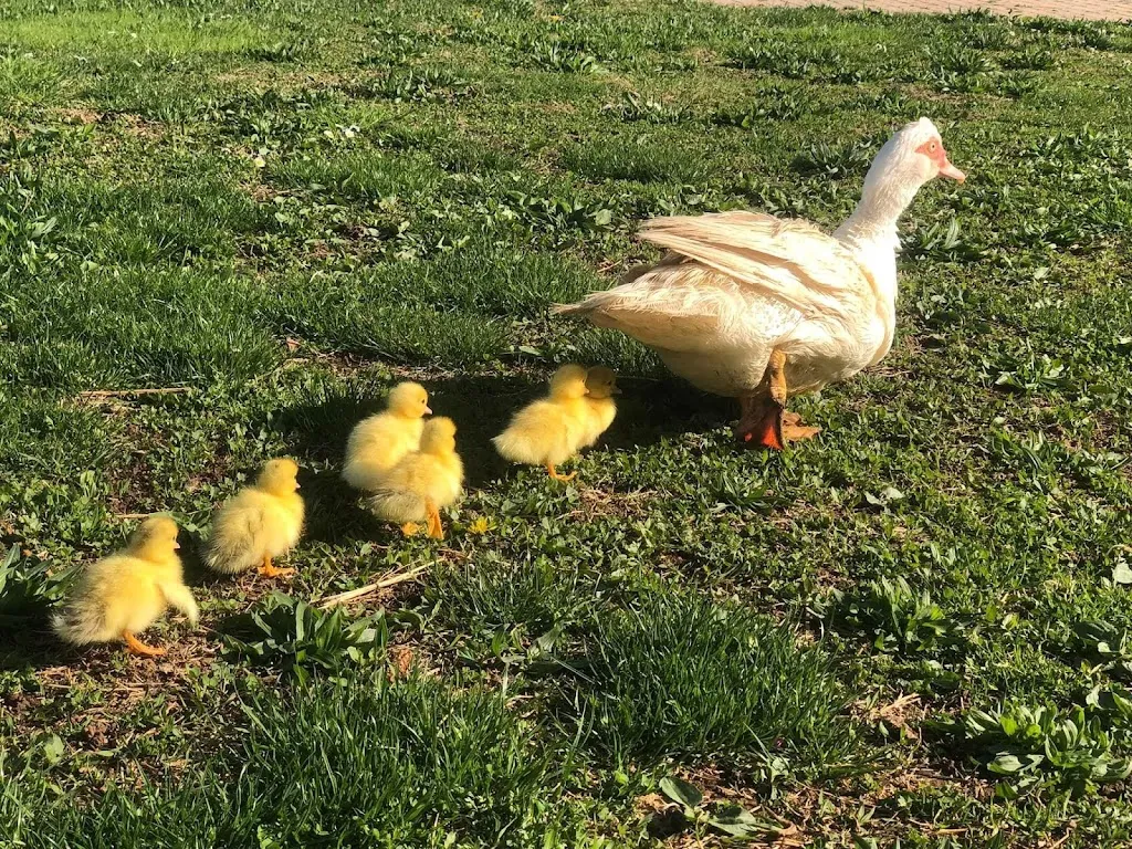 Ristoro agrituristico 