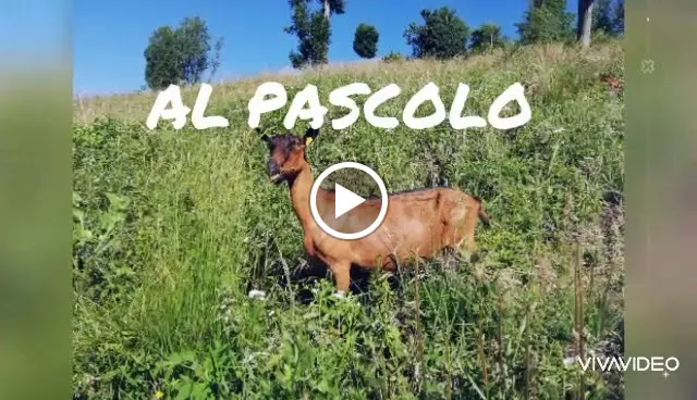 Azienda agricola Zore/turistična kmetija Zore 770m_Taipana_slider_image_2