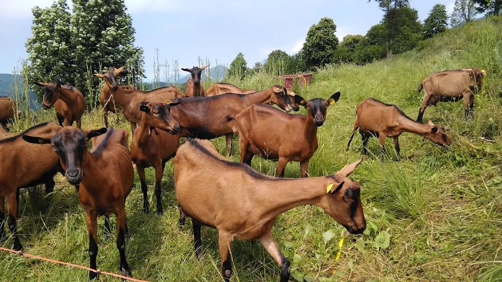 Azienda agricola Zore/turistična kmetija Zore 770m_Taipana_slider_image_3