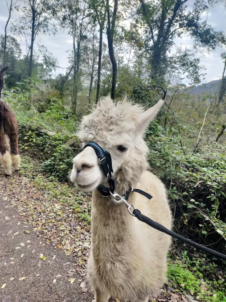 Viola10 Viola_AZIENDA AGRICOLA ZALPA_Travesio_review