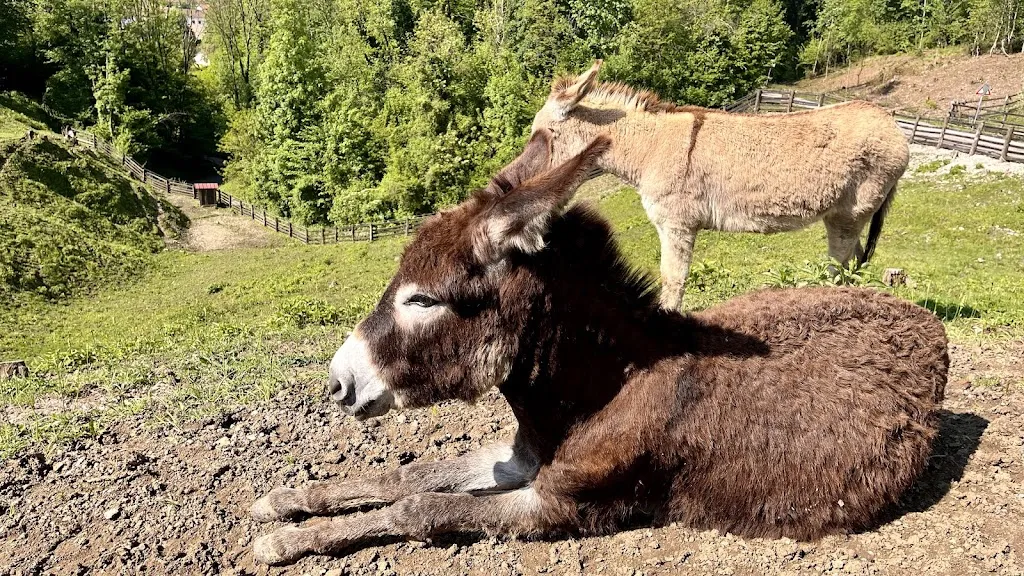 Federico Simonato_AZIENDA AGRICOLA ZALPA_Travesio_review