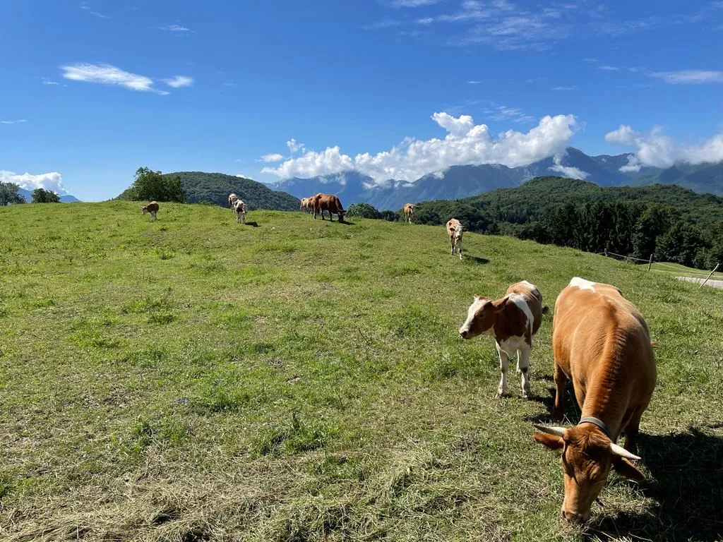 Eleonora Bigi_Rifugio Fornas_Tolmezzo_review