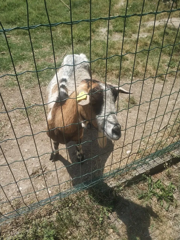 Gianfranco Ambrosi_Agriturismo Cassina_Villa Vicentina_review