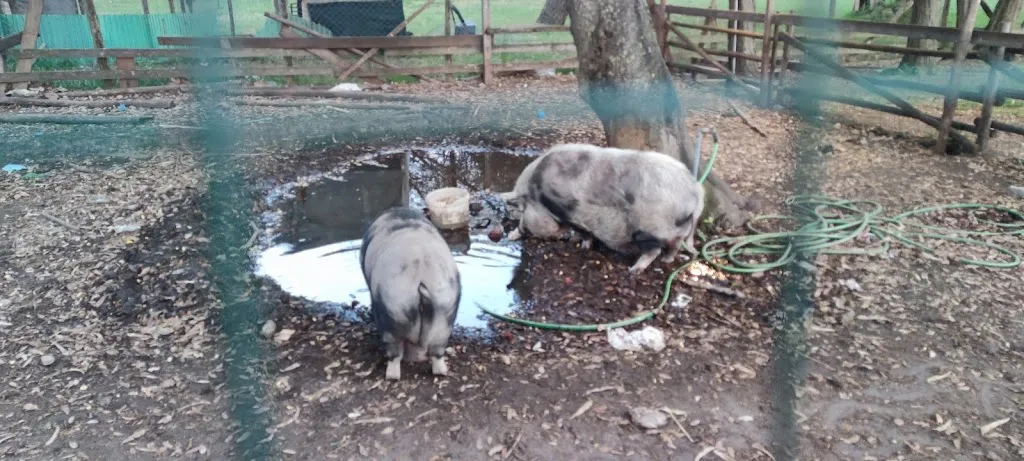 Maurizio Zacheo_Casale Girasole_Acilia-Castel Fusano-Ostia Antica_review