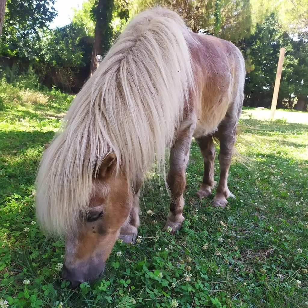 Casale Girasole_Acilia-Castel Fusano-Ostia Antica_slider_image_2