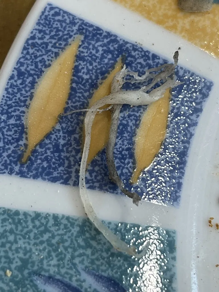 Marc_anjelo13_Pizzeria Sor Pizzitto_Alatri_review