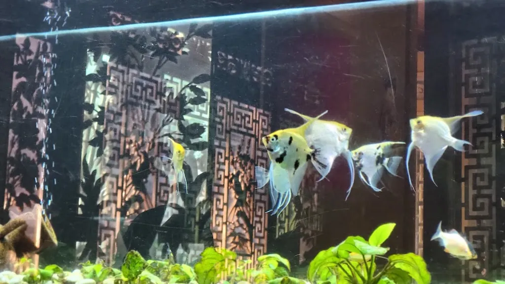 Lolla Lorena Migliaccio_Ristorante Cinese Chinatown_Aprilia_review