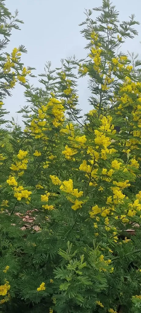 Paola Culini_La Mimosa Ristorante Padel Pizzeria_Artena_review