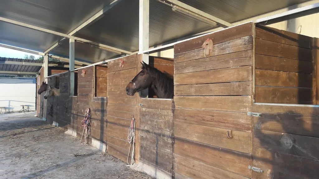 Enzo Abbate_Associazione Friends of Horses_Arpino_review