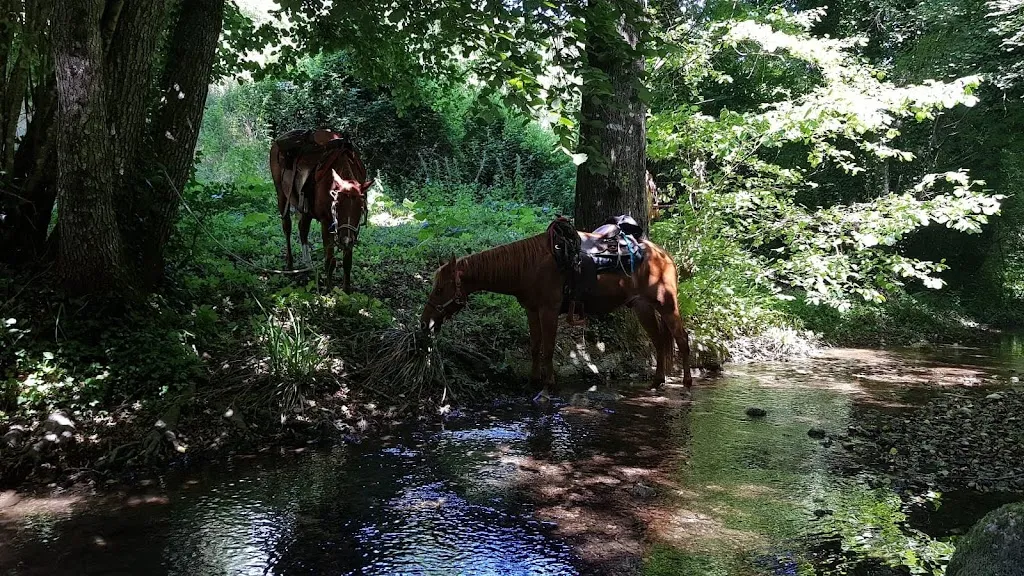 Greta Campili_Associazione Friends of Horses_Arpino_review