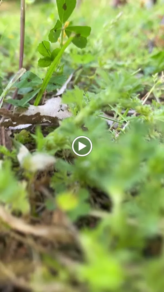 Ristorante Il Castagno_Bassiano_slider_image_2