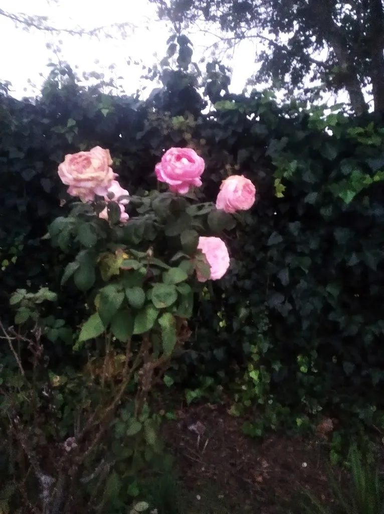 Graziano Nicola_Bar Marrocco_Borgo Sabotino-Foce Verde_review