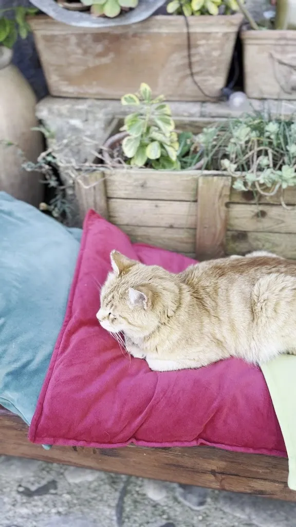 marco schifalacqua_Opera Ristorante Calcata_Calcata Nuova_review