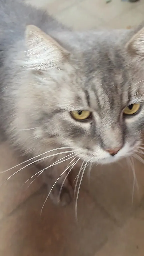 Tibor Domjan_Ristorante Villa Tivoli_Campo Limpido-Favale_review