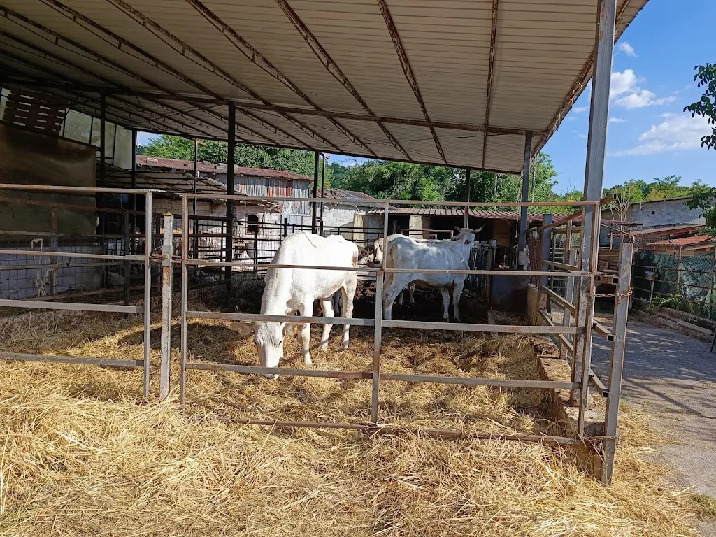 Agriturismo ristorante il Barone Cantalice  restaurant in Cantalice