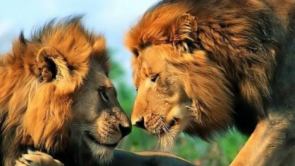 Ai Due Leoni_Bracciano_slider_image_3