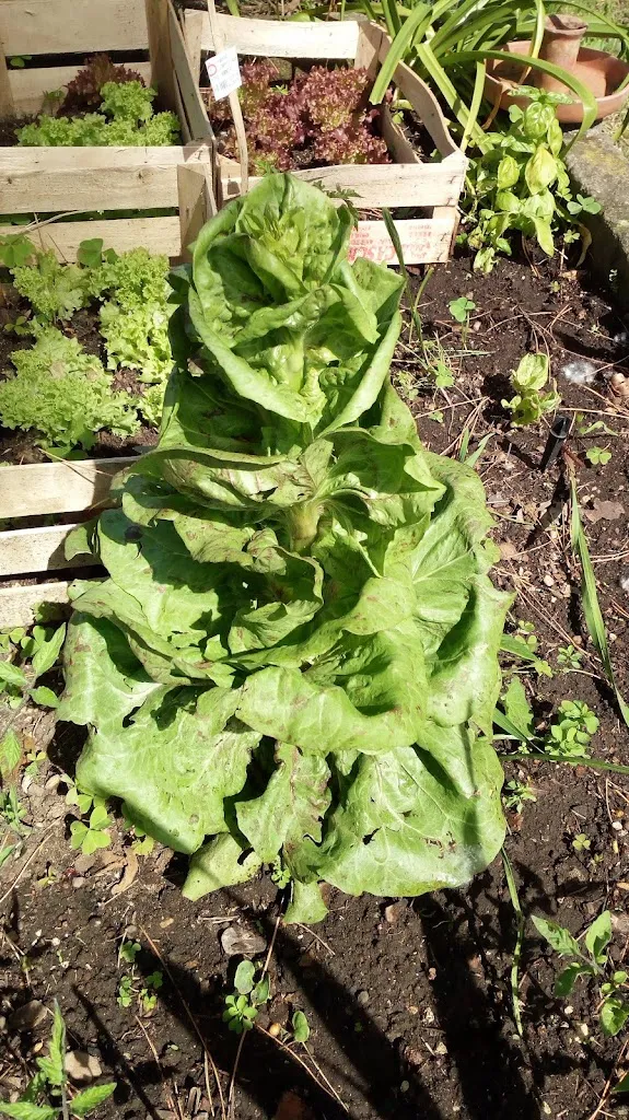 Menu_Amici del Lago_Bracciano_image_7