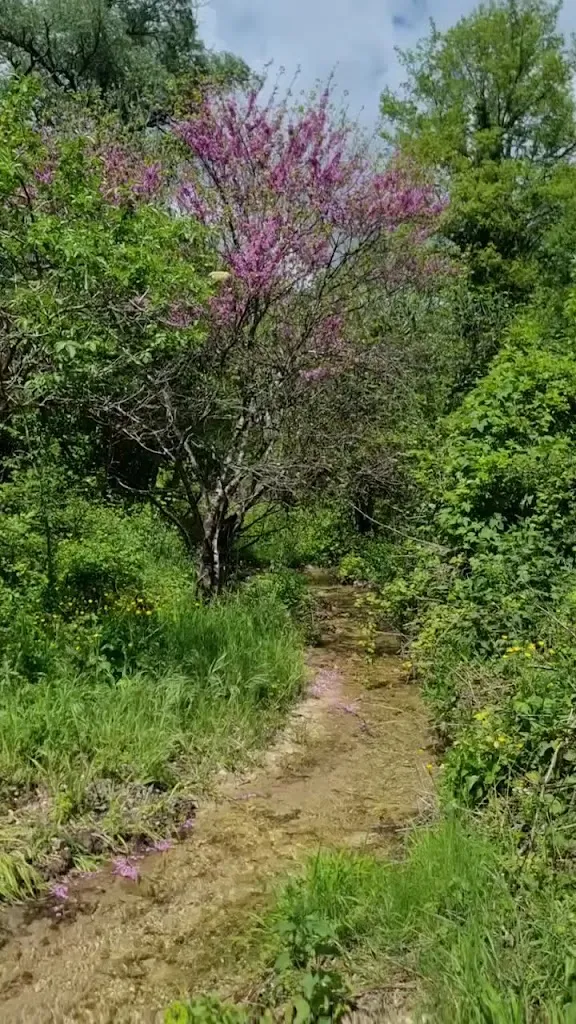 Elia Catalano_Osteria Bar Spaghetteria Da Vito_Cineto Romano_recensione