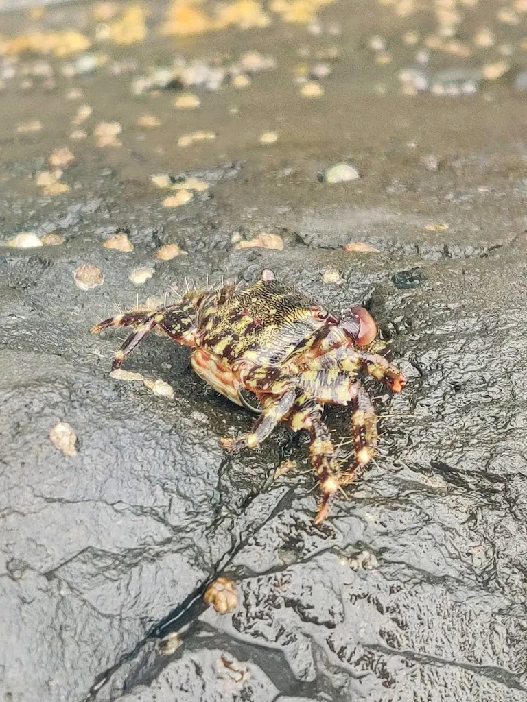 Kseniia Rukan_Havana beach_Focene_review