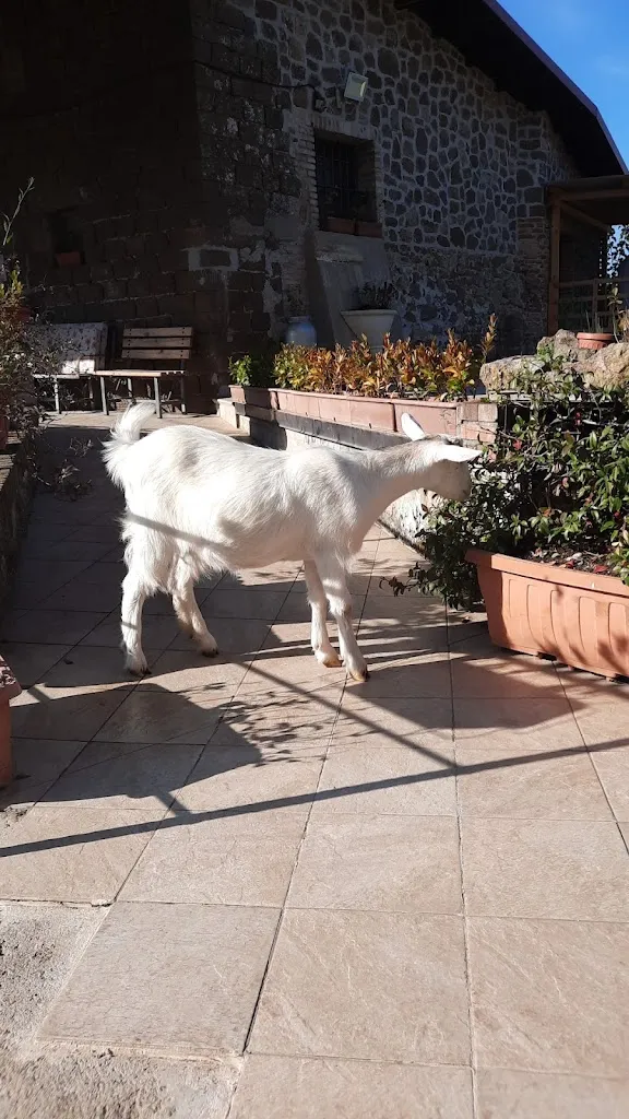 Azienda Agricola Cacchi_Gavignano_slider_image_3