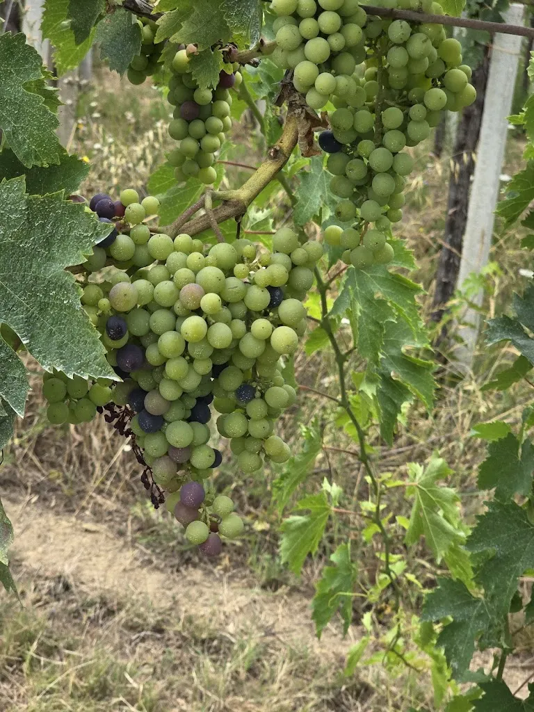 Victor Ken_La Valle degli Ulivi_Vacri_review