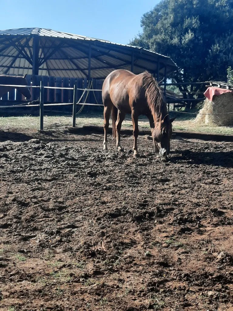 Suela Troplini_Giuliano di roma_Giuliano di Roma_recensione
