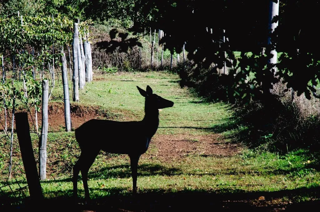 Agriturismo Podere Cervini di Emilio Pagliei_Giuliano di Roma_slider_image_2