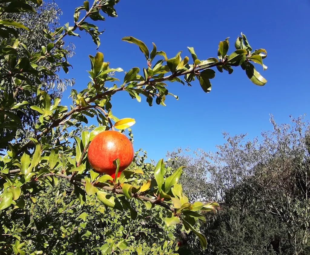 Roberto Sciarrone_AGRITURISMO IL CASTELLO_Grotte Santo Stefano_review