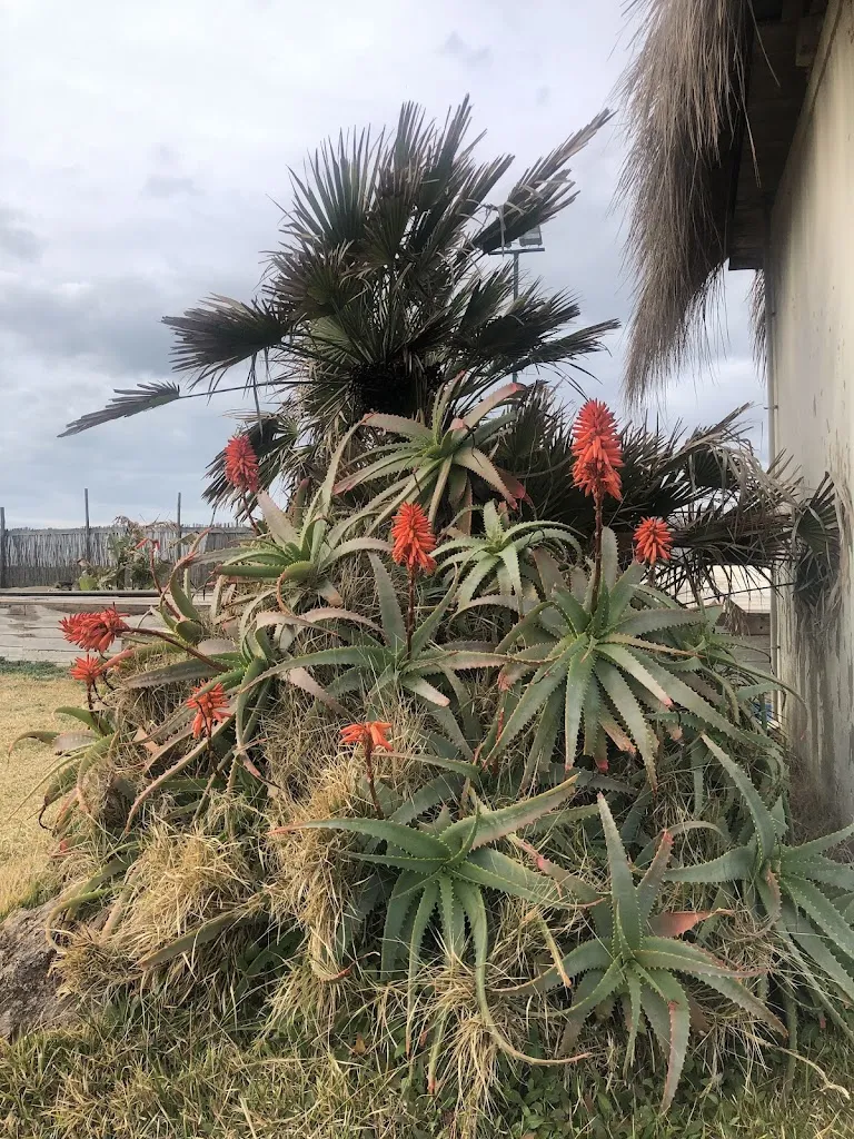 Priscilla Germana G_Il Patio_Fregene_review